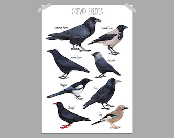 Corvid Crow Species Poster A4 A3 | Painting / Wall Art / Nature Print / Crow / Raven / Jackdaw / Hooded Crow / Chough / Magpie / Rook
