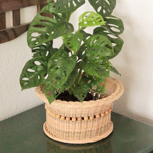 Peut inclure: Une plante Monstera deliciosa, avec de grandes feuilles vertes perforées, dans un panier en osier tressé orné de perles. Le panier est posé sur une surface vert foncé, près d'un mur et d'un miroir encadré.