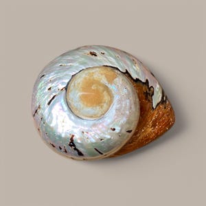 Op de afbeelding: Een close-up van een parelmoer schelp met een spiraalvorm. De schelp heeft een mix van kleuren, waaronder wit, bruin en iriserende tinten. Het oppervlak van de schelp heeft een gladde, gepolijste uitstraling, met een zichtbaar spiraalpatroon.