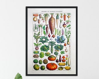 Vintage Vegetable Poster 1909 - Cabinet de Curiosité Poster Botanical Print Home Decor and Housewarming Science Gift