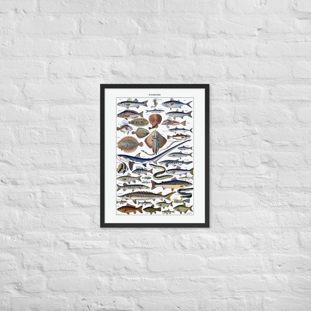 Affiche de Poisson Vintage 1909 - Cabinet Curiosité Poster Sea Animals Print Home Decor & Housewarmi