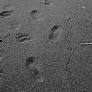3 friends in Alaska. Following their footsteps was like touching magic as the captain and I did so until the wind smoothed out the sand.