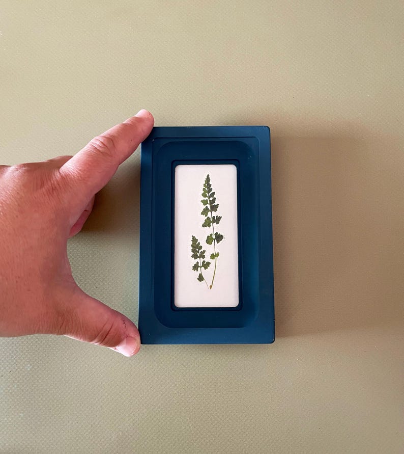 May include: A teal rectangular frame with a white interior, showcasing a pressed green plant. The frame is held by a hand against a light green background. The plant has delicate, feathery leaves.