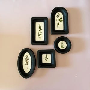 Op de afbeelding: Een verzameling van zes zwarte botanische kunstwerken in verschillende vormen: ovaal, rechthoekig, vierkant, boogvormig en cirkelvormig. Elk frame bevat een geperst plantenexemplaar tegen een witte achtergrond. De frames zijn gerangschikt op een lichtroze muur.