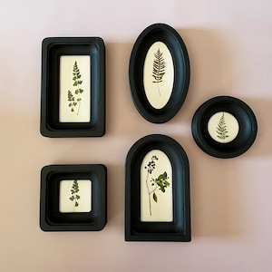 May include: A collection of five black framed botanical art pieces. Each frame holds a pressed plant specimen against a white background. The frames are various shapes, including rectangular, oval, square, circular, and arched.