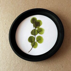 以下が含まれることがあります： 黒い枠で囲まれた丸い絵の中に、押し花にした緑の葉の枝が入っています。