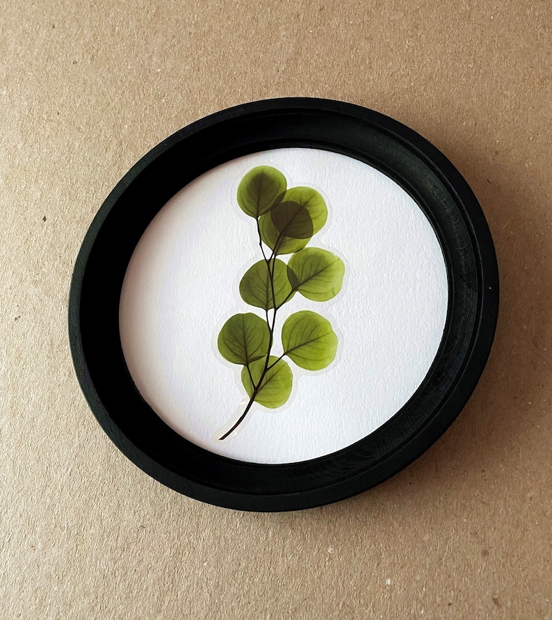 以下が含まれることがあります： 黒い枠で囲まれた丸い絵の中に、押し花にした緑の葉の枝が入っています。