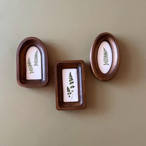 May include: Three wooden frames of varying shapes, each containing a pressed fern on a white background. The frames are dark brown and mounted on a muted green wall. The frames include an arched, rectangular, and oval shape.