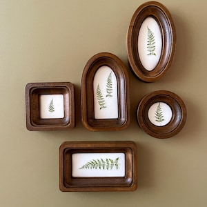 May include: A collection of five wooden frames in various shapes, each containing a pressed fern on a white background. The frames are arranged against a muted green wall. The frames are oval, round, square, arched, and rectangular.