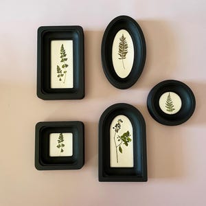 May include: A collection of five black framed botanical art pieces. Each frame holds a pressed plant specimen against a white background. The frames vary in shape, including rectangular, oval, square, arched, and circular designs. The background is a soft pink.