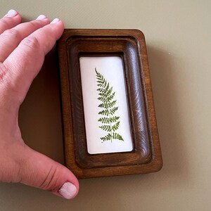 May include: A small, rectangular wooden frame with a pressed fern leaf on a white background. The frame is a dark brown colour and has a beveled edge. The fern is green and detailed.