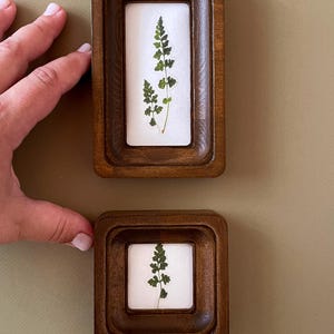 May include: Two small, wooden framed art pieces. Each frame has a dark brown finish and a white background. The art features a pressed green fern. One frame is rectangular, the other is square. The frames are displayed against a muted green background.