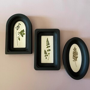 以下が含まれることがあります： 3つの額装された植物画。黒いフレームはアーチ型、長方形、楕円形です。各フレームには、白い背景に押し花標本が入っています。植物は緑と茶色です。