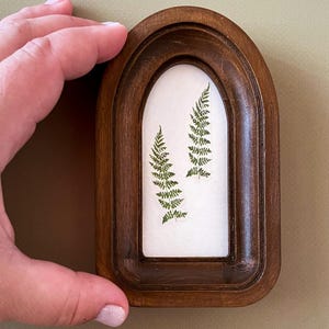 Puede incluir: Un peque&ntilde;o marco de madera arqueado con acabado marr&oacute;n oscuro. En el interior, dos frondas de helecho verde se exhiben sobre un fondo blanco. El marco es sostenido por una mano, lo que sugiere su tama&ntilde;o. La est&eacute;tica general es natural y bot&aacute;nica.