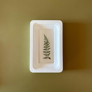 May include: A rectangular white wooden frame encases a pressed fern leaf. The fern is a vibrant green against a clear background. The frame is set against a muted olive-green backdrop.