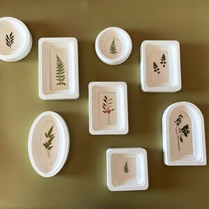 May include: A collection of white, framed botanical art pieces in various shapes, including circles, rectangles, and ovals. Each frame contains a pressed plant specimen, showcasing green and red foliage against a white background. The arrangement is set against a muted green wall.