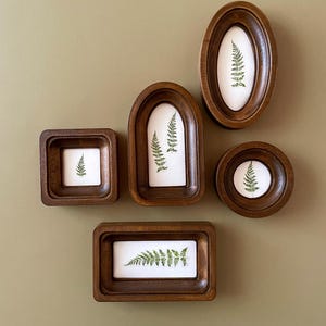May include: A collection of five wooden frames in various shapes, each containing a pressed fern on a white background. The frames are arranged against a muted green wall. The frames are oval, round, square, arched, and rectangular.