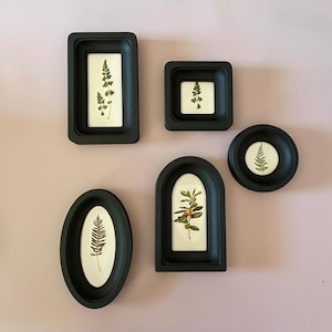 Pode incluir: Uma coleção de seis impressões botânicas emolduradas em preto em várias formas: retangular, quadrada, oval, arqueada e circular. Cada moldura contém um espécime de planta prensada contra um fundo branco, mostrando elementos naturais.
