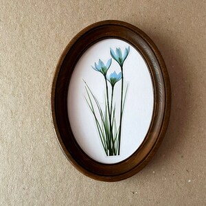 May include: A framed print of a blue flower with green leaves. The frame is oval and made of dark wood.