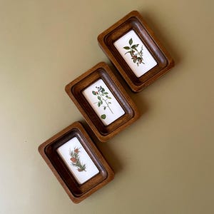 Pode incluir: Três pequenas bandejas retangulares de madeira com ilustrações botânicas. Cada bandeja tem uma moldura marrom escura e um interior branco com um design de planta diferente. As ilustrações incluem raminhos de bagas, folhas e pinhas.