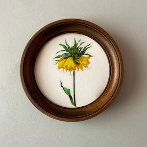 以下が含まれることがあります： 黄色の花と緑の葉の植物画が額装されています。花は王冠のような形をしており、ヴィンテージスタイルで描かれています。