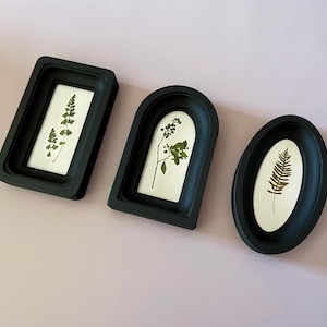 May include: Three framed botanical prints. The frames are black with varying shapes: rectangular, arched, and oval. Each frame contains a pressed plant specimen on a white background. The botanical prints are displayed against a light pink background.