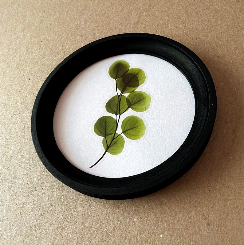 以下が含まれることがあります： 白い背景に押し花された緑の葉の枝が描かれた、黒い枠の丸い絵