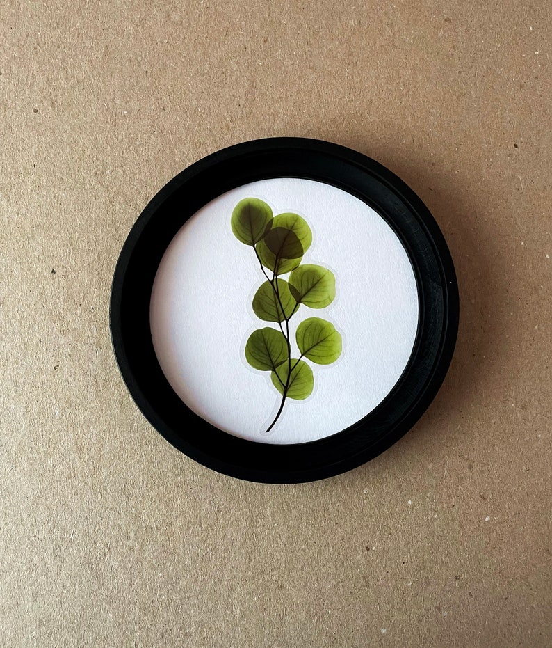 以下が含まれることがあります： 黒いフレームに入った、押し花にした緑の葉の枝