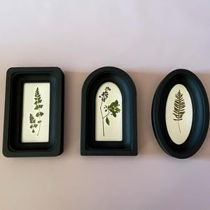 May include: Three framed botanical prints. The frames are black with different shapes: rectangular, arched, and oval. Each frame contains a pressed plant specimen against a white background. The background is a light pink.