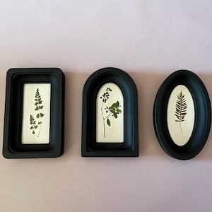May include: Three framed botanical prints. The frames are black with different shapes: rectangular, arched, and oval. Each frame contains a pressed plant specimen against a white background. The background is a light pink.