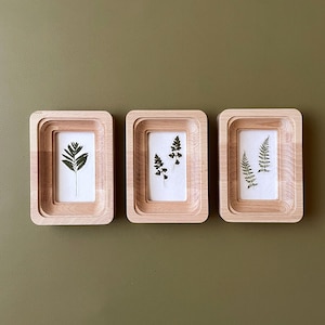 Puede incluir: Tres marcos de madera con un acabado de madera natural, cada uno contiene un espécimen de helecho prensado. Los helechos son de diferentes variedades y se muestran sobre un fondo blanco.