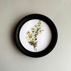 May include: A circular black frame displaying a botanical illustration of white daisies with yellow centres and green leaves on a white background. The artwork is centrally positioned.