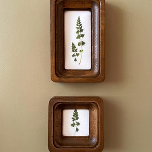 Pode incluir: Duas obras de arte bot&acirc;nica emolduradas em madeira. As molduras s&atilde;o de cor castanho escuro. Cada moldura cont&eacute;m uma samambaia verde prensada sobre um fundo branco. As molduras s&atilde;o retangulares e quadradas.