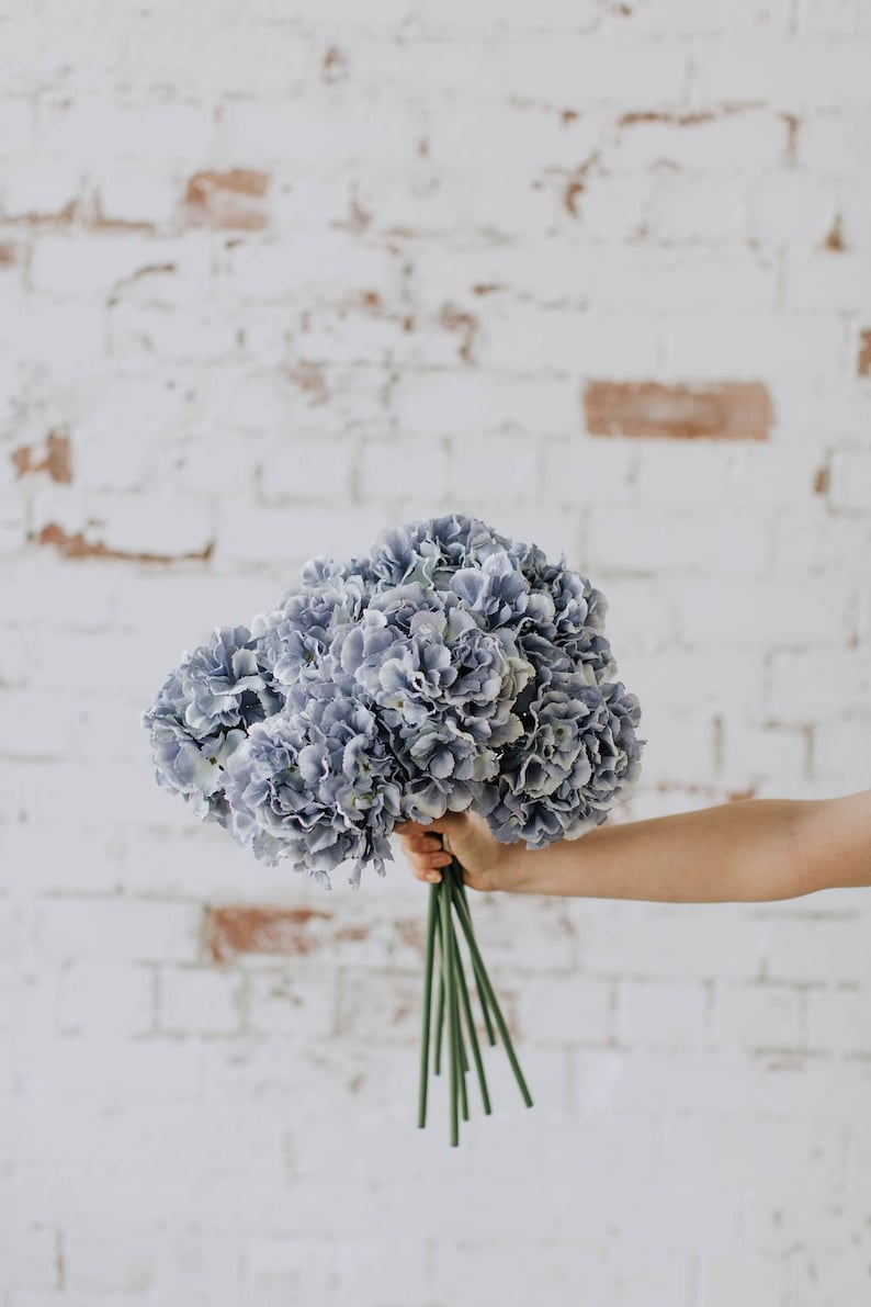 May include: A bouquet of blue hydrangeas with green stems. The flowers are held in a hand against a white brick wall background.
