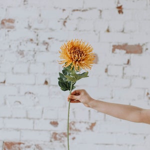 May include: A single, vibrant orange chrysanthemum flower with green leaves and stem. The flower is held against a white brick wall background. The flower's petals are densely packed, creating a full, textured appearance.