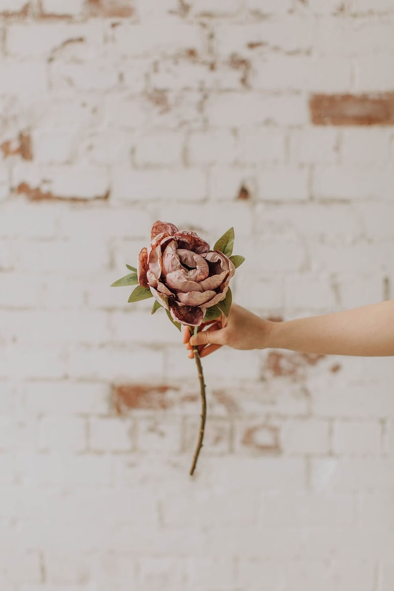 May include: A single, pale pink peony flower with green leaves is held in a hand against a white brick wall background.