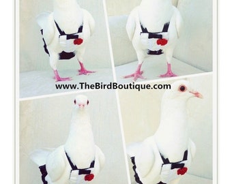 Pigeon & Dove Pants - Tuxedo Pants ( Free Matching Leash)