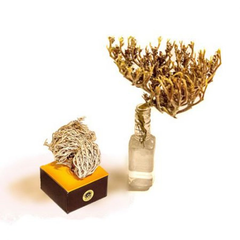 Rose of Jericho Large and Small Package Etsy