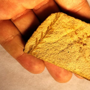 Zeer zeldzame Dawn Redwood van de McAbee Fossil Beds! Legaal gedolven in 2009! 52,5 miljoen jaar oud!