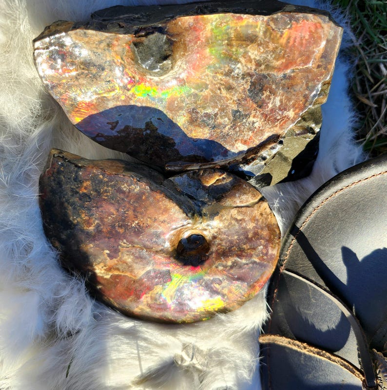 Complete Alberta Ammonite With Natural Stand! Certified With ...