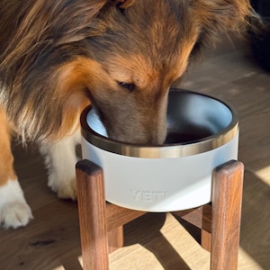 Maximus, our Shetland Sheepdog trying out a new Walnut dog bowl  stand with awhite Yeti bowl