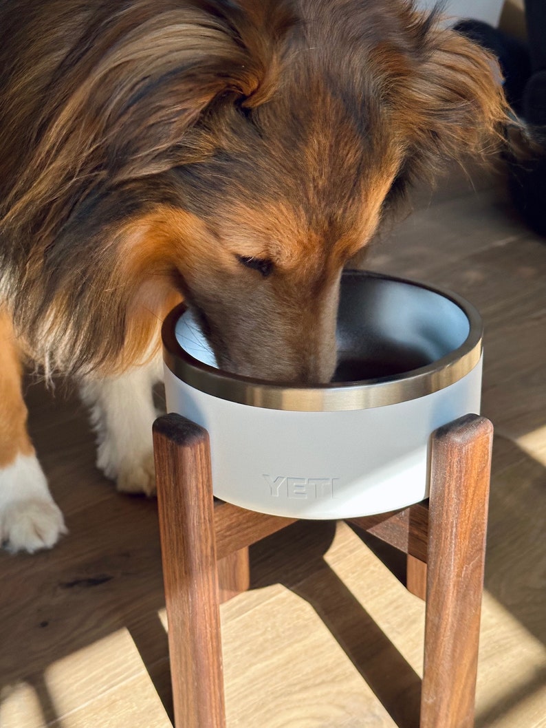Maximus, our Shetland Sheepdog trying out a new Walnut dog bowl  stand with awhite Yeti bowl