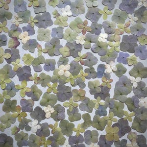 May include: A collection of dried hydrangea flowers in various colors, including lavender, green, and white, arranged on a light gray surface. The flowers are in different stages of bloom, creating a textured, natural pattern.