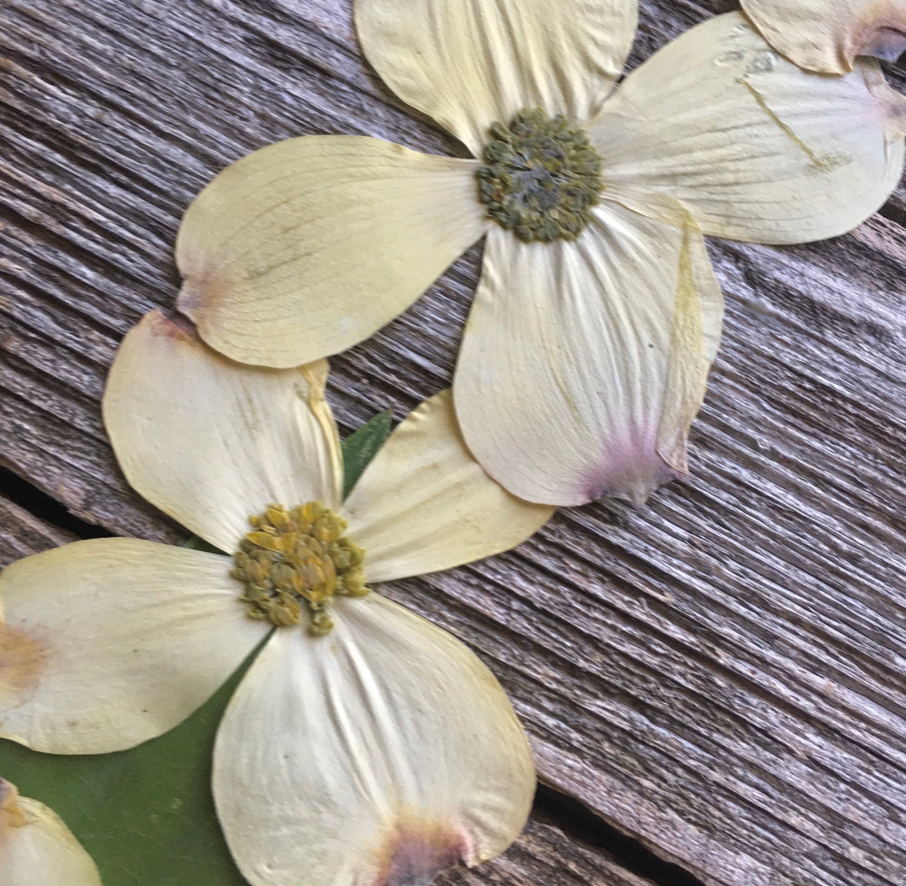 14 Pressed Dried Dogwood Flowers for Resin Free Shipping Etsy
