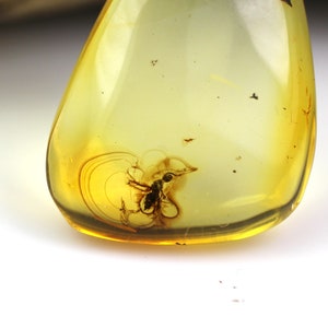 fossil 925 Sterling Silver 1,27 grams Genuine natural Baltic amber pendant with amazing great ANT insect inclusion
