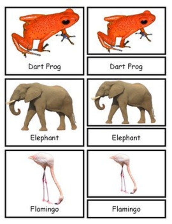 Zoo Pets, Montessori 3 Section Playing cards, Unique Pets, Zoo Topic, Animal Printable, Zoo Printable, Homeschool picture relating to Printable Zoo Animals titled Zoo Pets, Montessori A few Portion Playing cards, Unique Pets, Zoo Topic, Animal Printable, Zoo Printable, Homeschool
