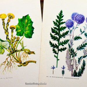 60 Botanical Plates From The Old Book Drawings Of Flowers Etsy 60 Botanical Plates From The Old Book Drawings Of Flowers Etsy