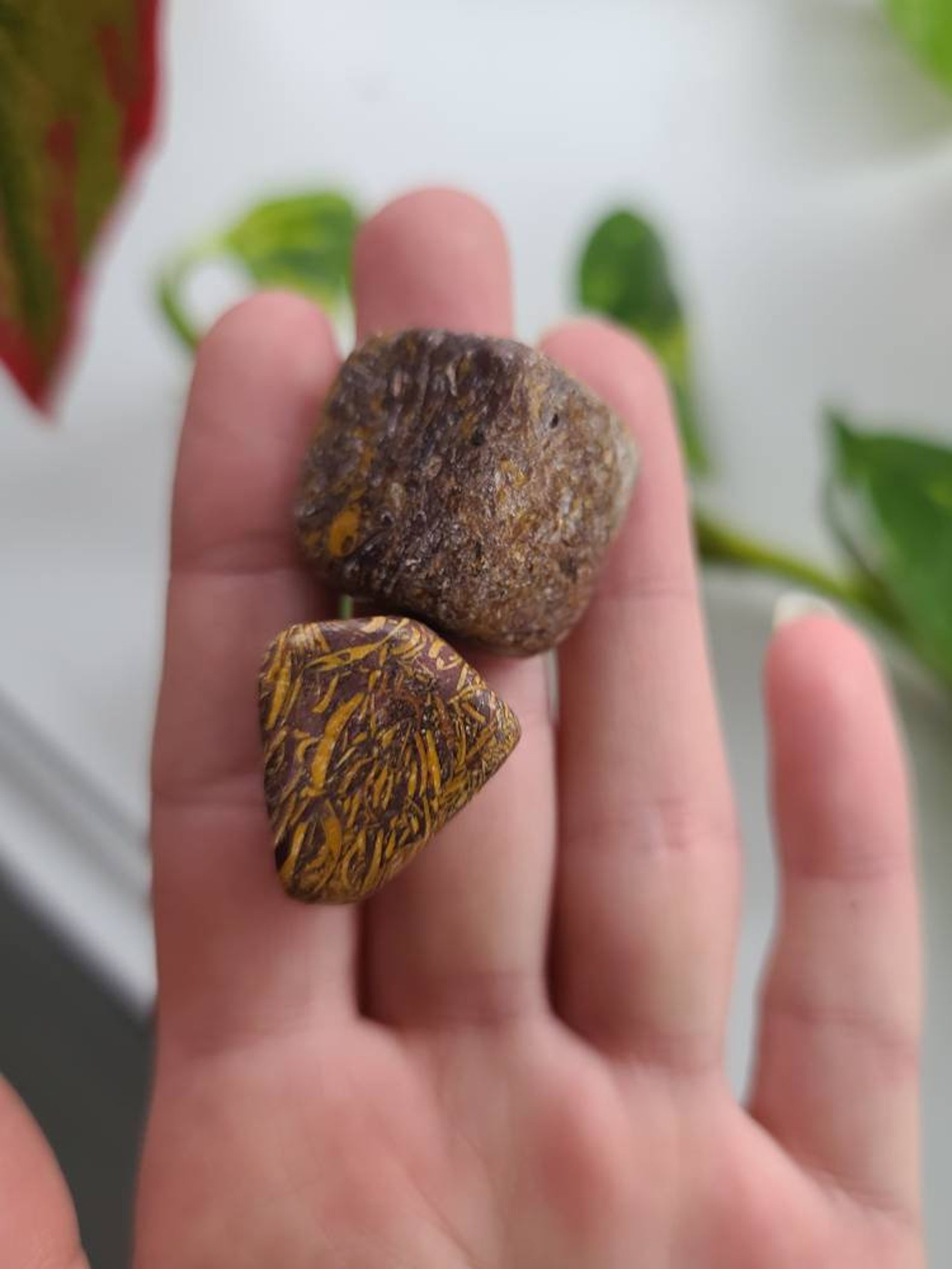 Jasper community essay 08 image