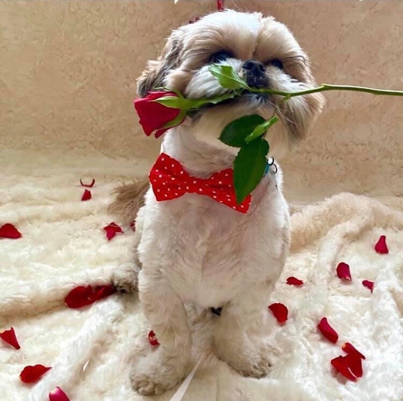Handmade Red Polka Dot Dog Cat Bow Tie