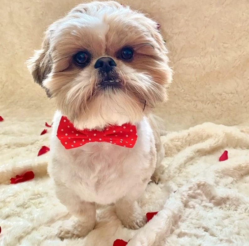 Handmade Red Polka Dot Dog Cat Bow Tie